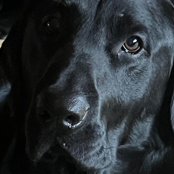 daimino2
